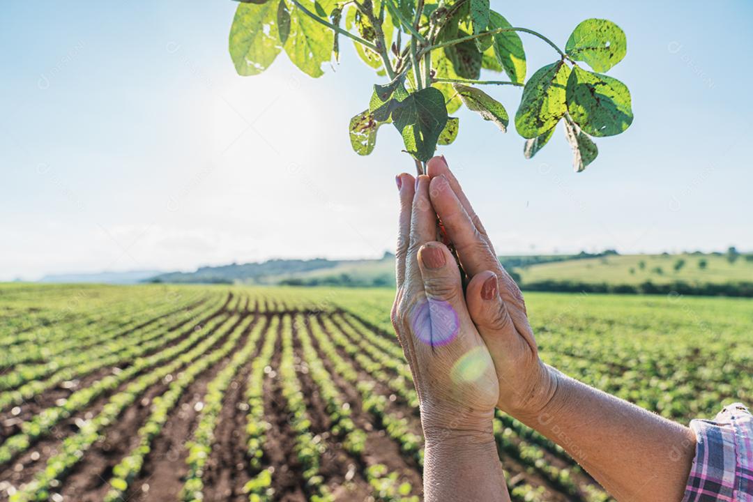 Plantação agropecuaria fazenda agronomia