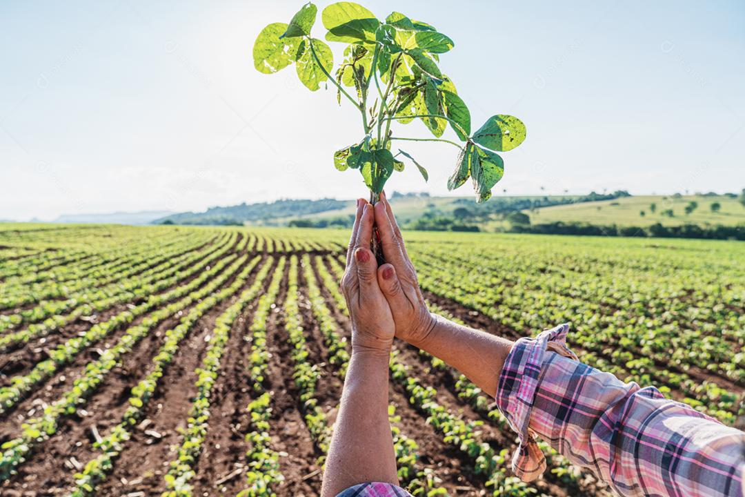 Plantação agropecuaria fazenda agronomia