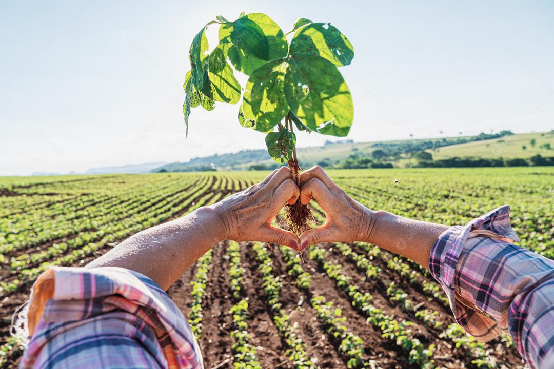 Plantação agropecuaria fazenda agronomia