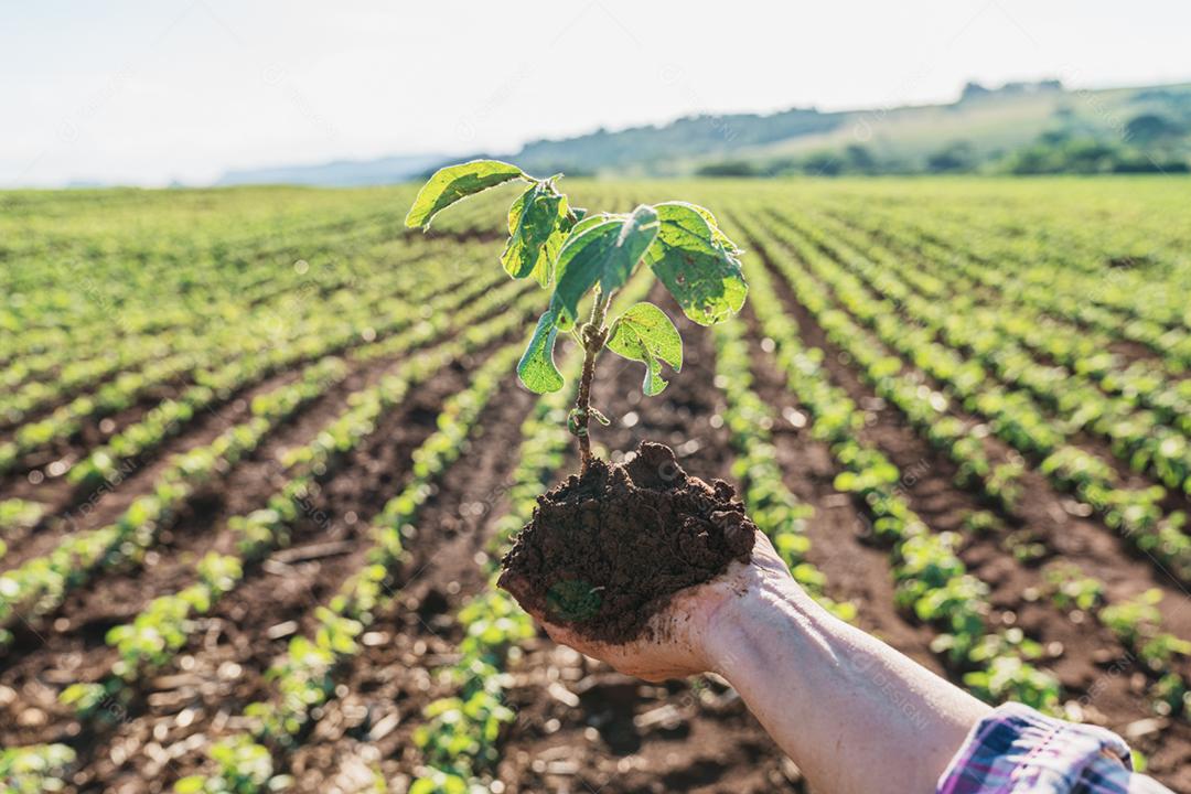 Plantação agropecuaria fazenda agronomia