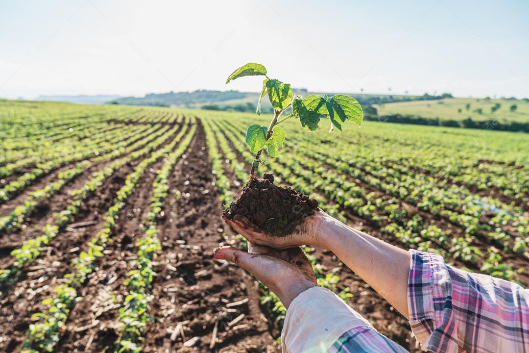 Plantação agropecuaria fazenda agronomia