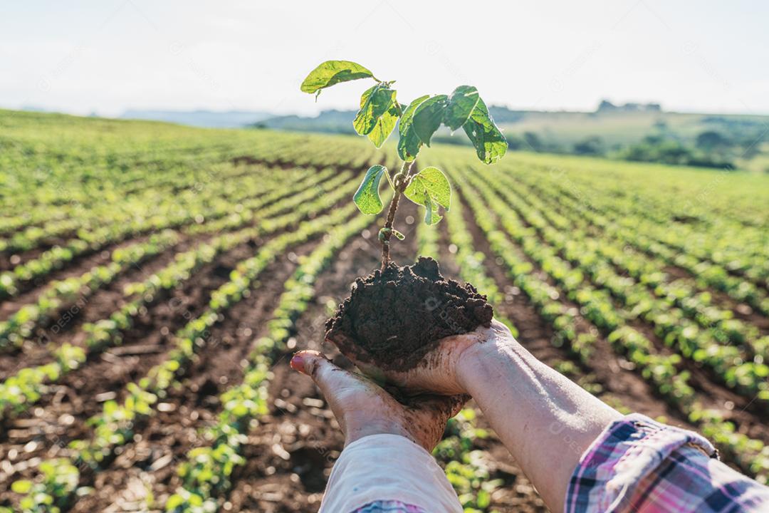 Plantação agropecuaria fazenda agronomia