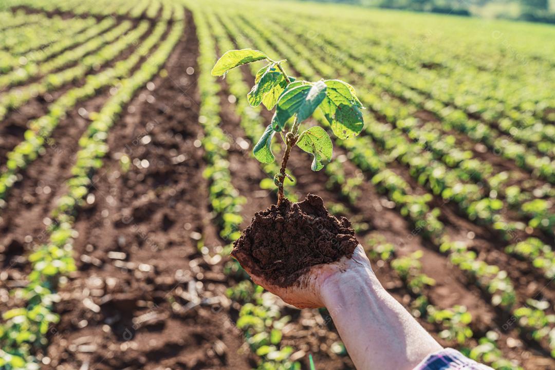 Plantação agropecuaria fazenda agronomia