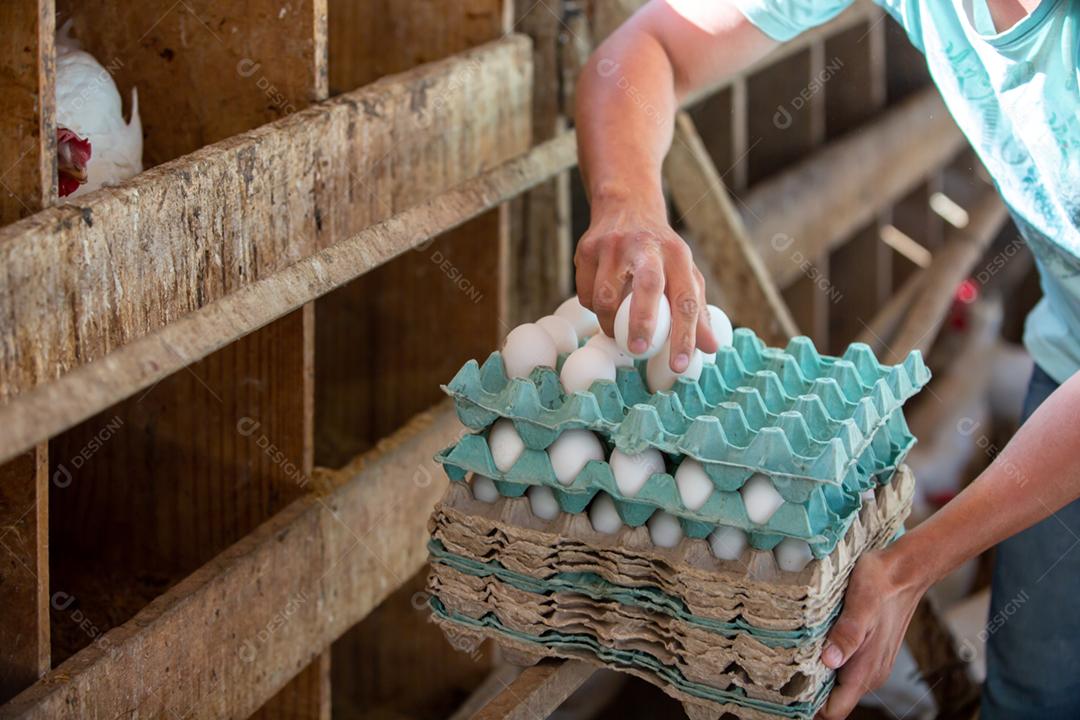 Cartelas de ovo varejo mercado atacado supermercado
