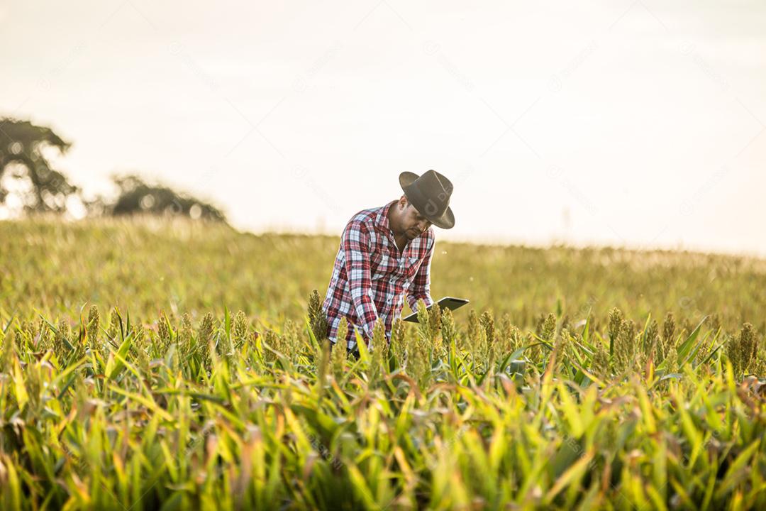 Agrônomo segura tablet e lupa no campo de milho e examina as culturas antes da colheita