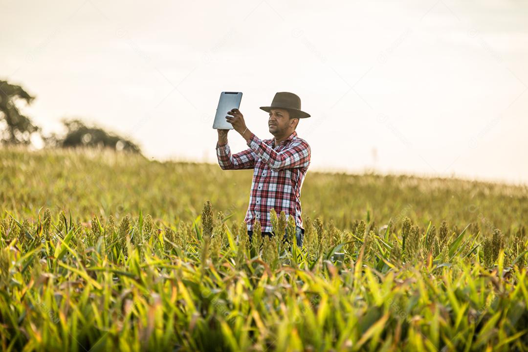 Agrônomo segura tablet e lupa no campo de milho e examina as culturas antes da colheita