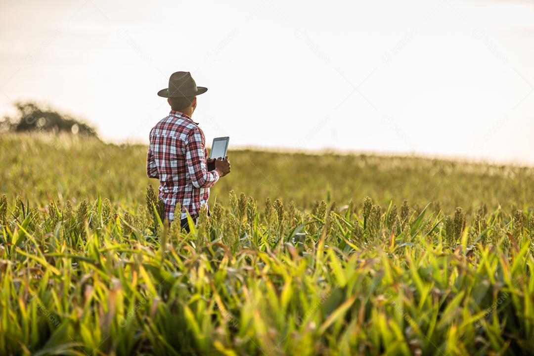 Agrônomo segura tablet e lupa no campo de milho e examina as culturas antes da colheita
