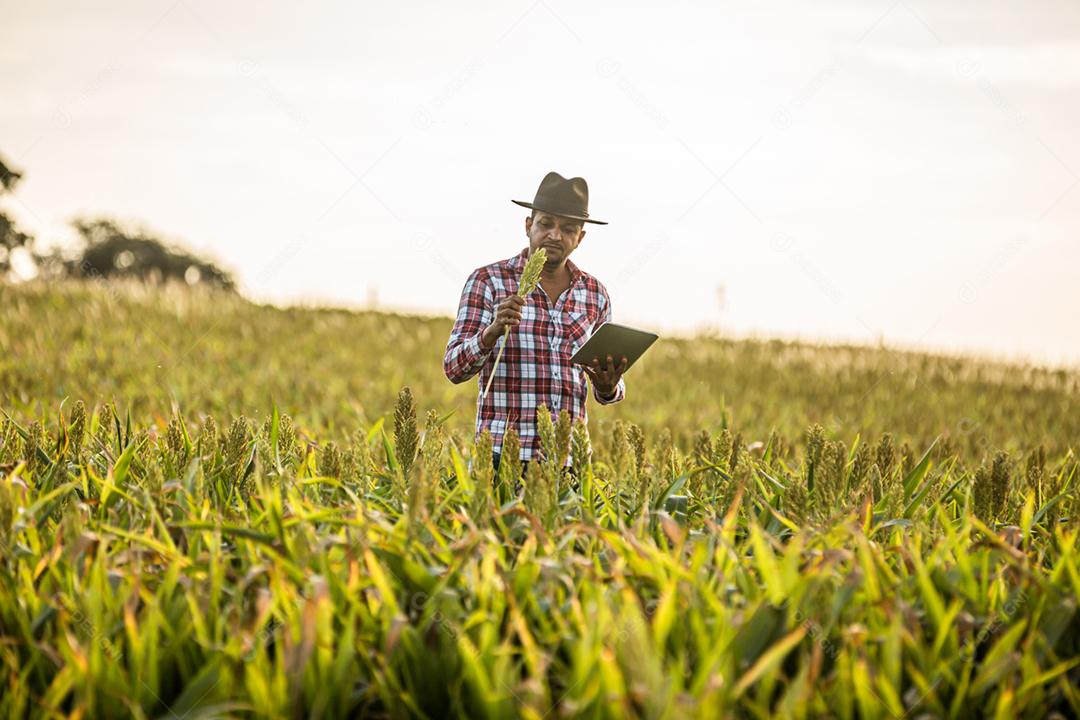 Agrônomo segura tablet e lupa no campo de milho e examina as culturas antes da colheita