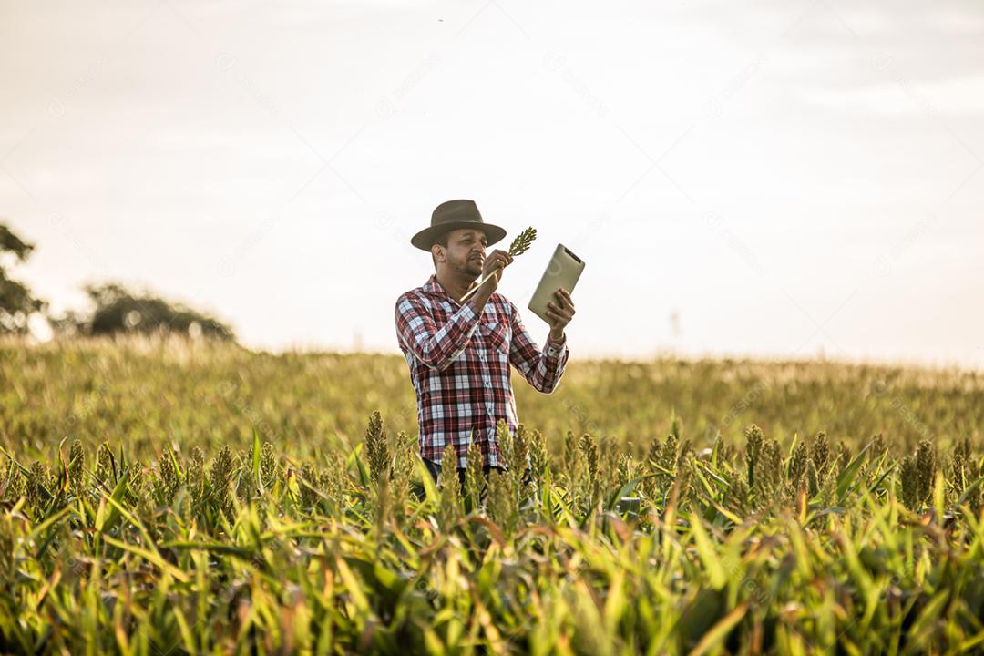 Agrônomo segura tablet e lupa no campo de milho e examina as culturas antes da colheita