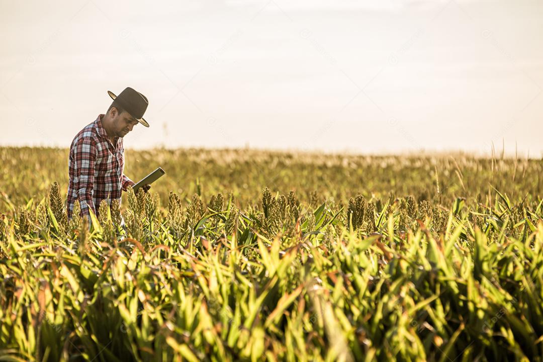 Agrônomo segura tablet e lupa no campo de milho e examina as culturas antes da colheita