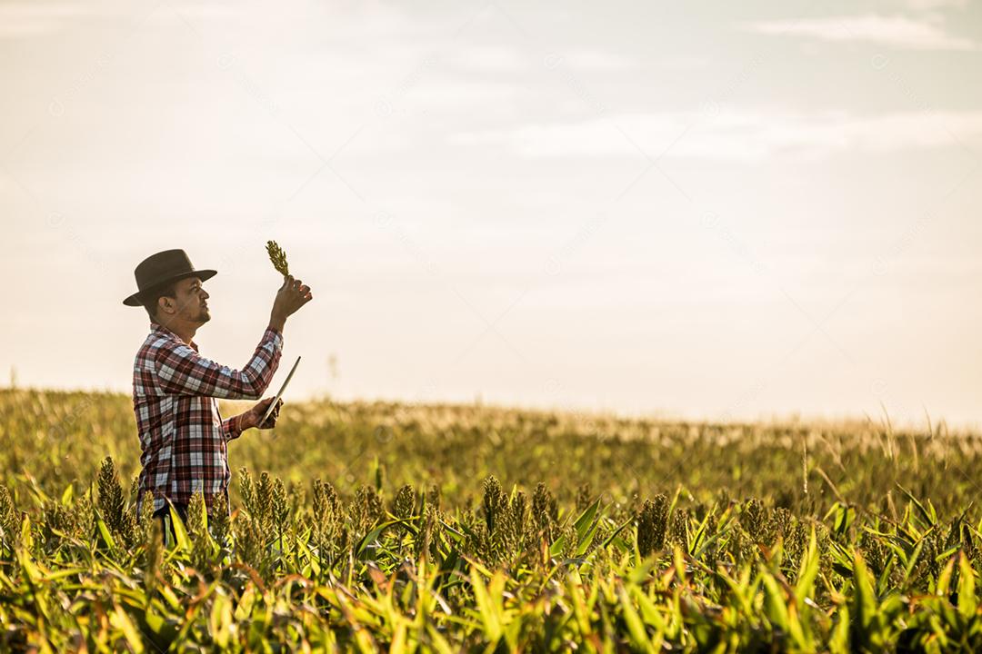 Agrônomo segura tablet e lupa no campo de milho e examina as culturas antes da colheita
