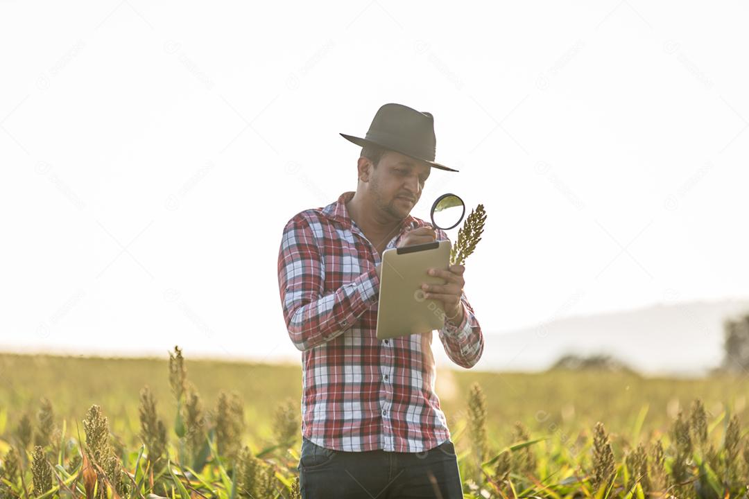 O agrônomo segura o tablet touch pad no campo de milho e examina as colheitas