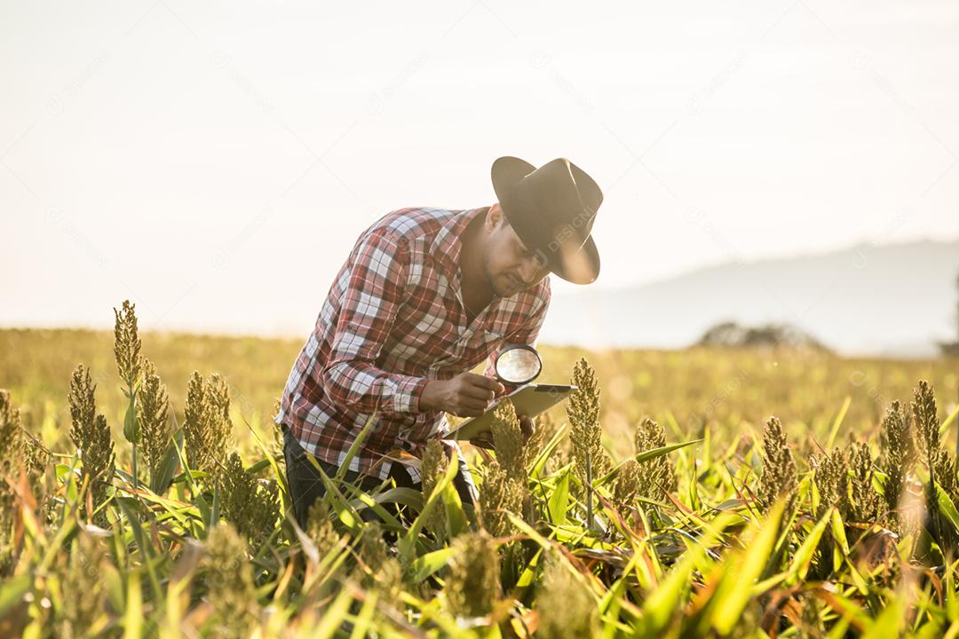 O agrônomo segura o tablet touch pad no campo de milho e examina as colheitas