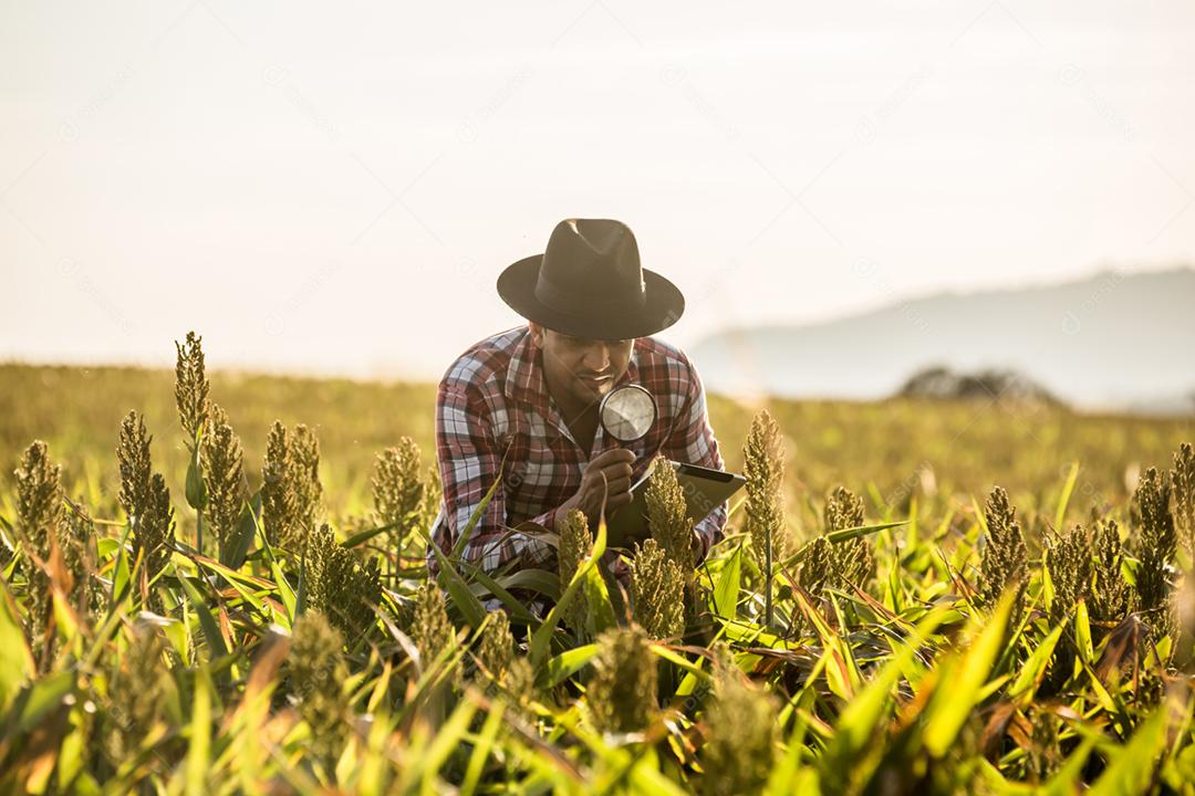 O agrônomo segura o tablet touch pad no campo de milho e examina as colheitas
