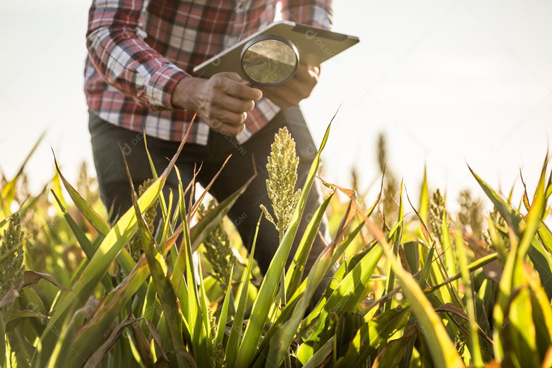 O agrônomo segura o tablet touch pad no campo de milho e examina as colheitas