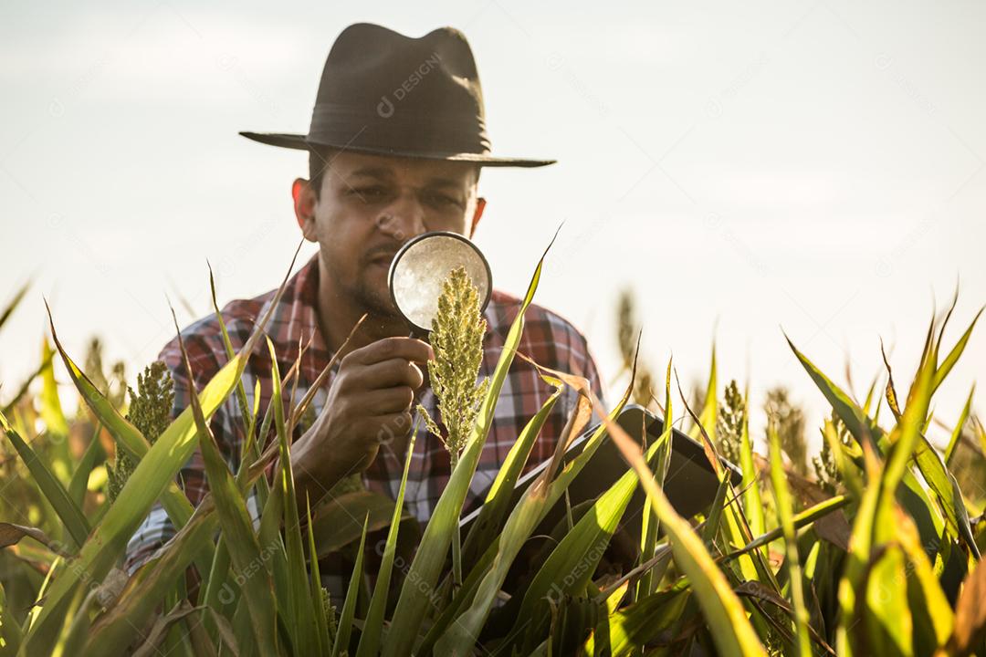 Agrônomo segura tablet e lupa no campo de milho e examina as culturas antes da colheita