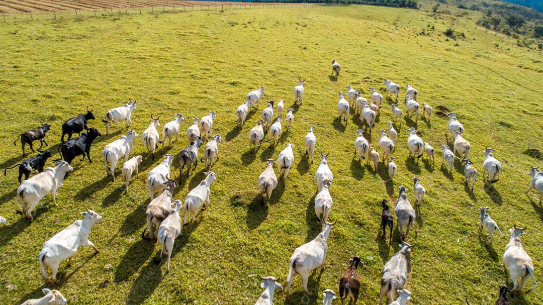 Vista aérea do rebanho nelore cattel em pastagem verde no Brasil