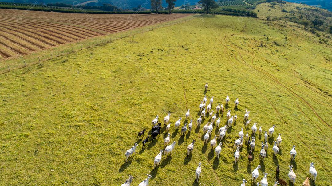 Vista aérea do rebanho nelore cattel em pastagem verde no Brasil