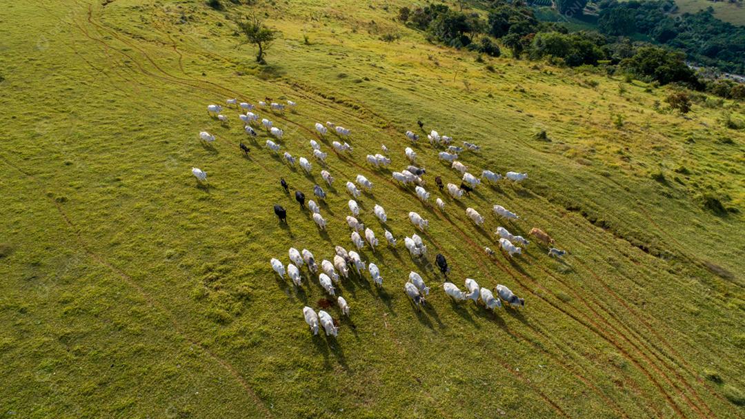 Vista aérea do rebanho nelore cattel em pastagem verde no Brasil