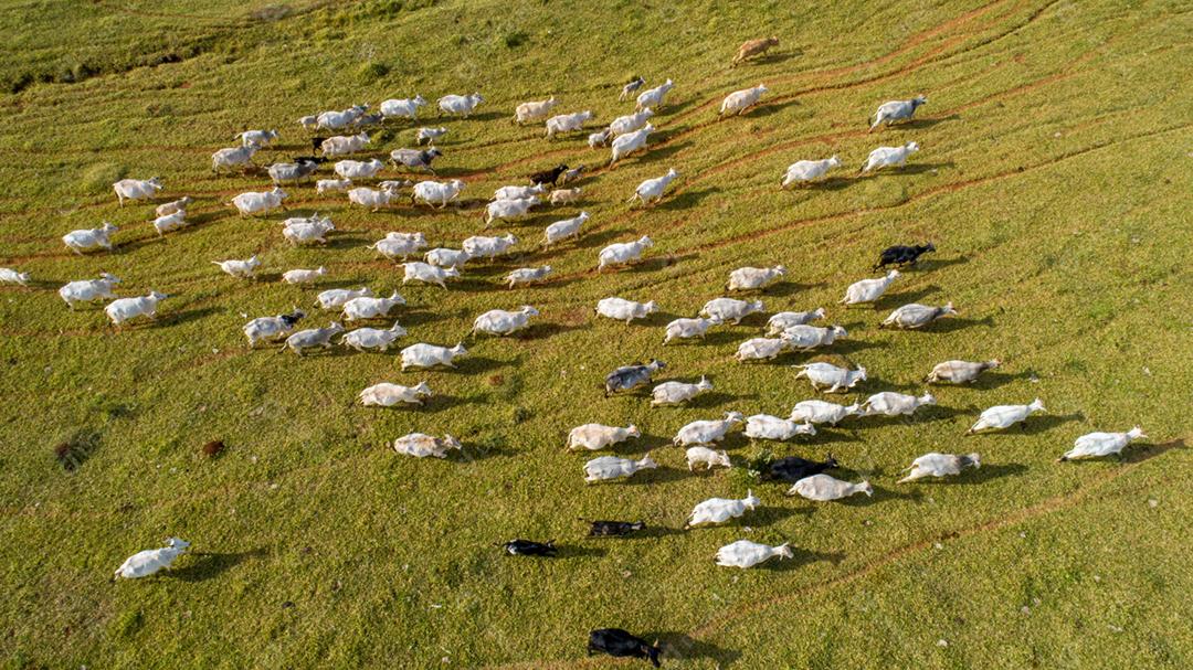 Vista aérea do rebanho nelore cattel em pastagem verde no Brasil