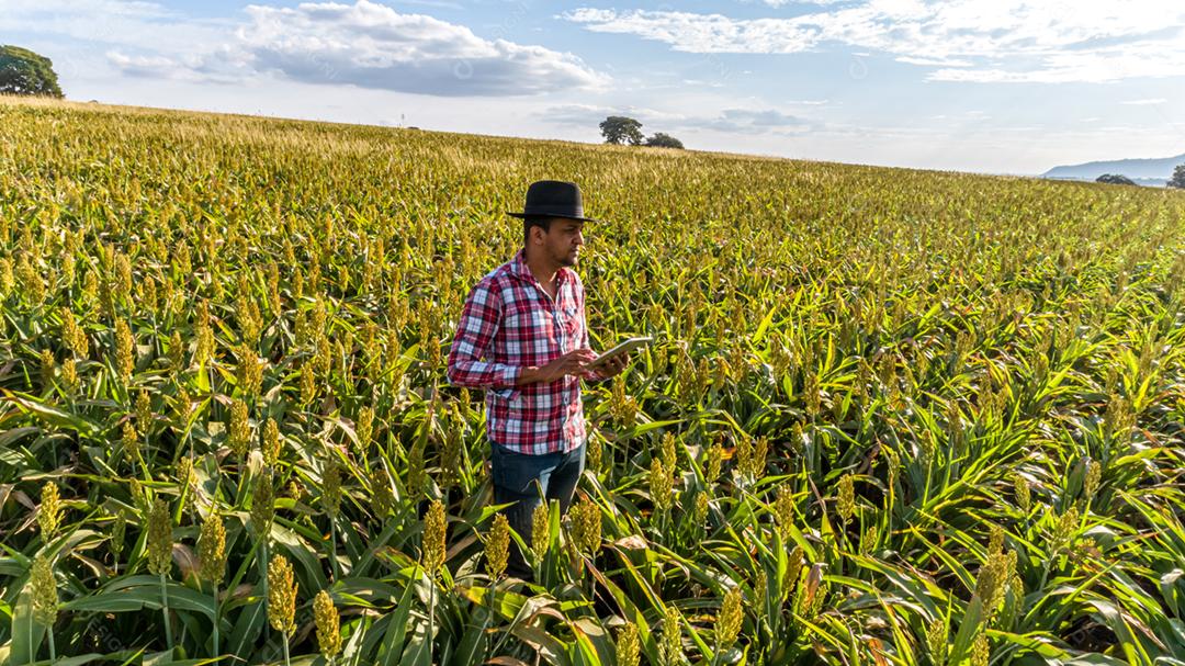 O agrônomo segura o tablet touch pad no campo de milho e examina as colheitas