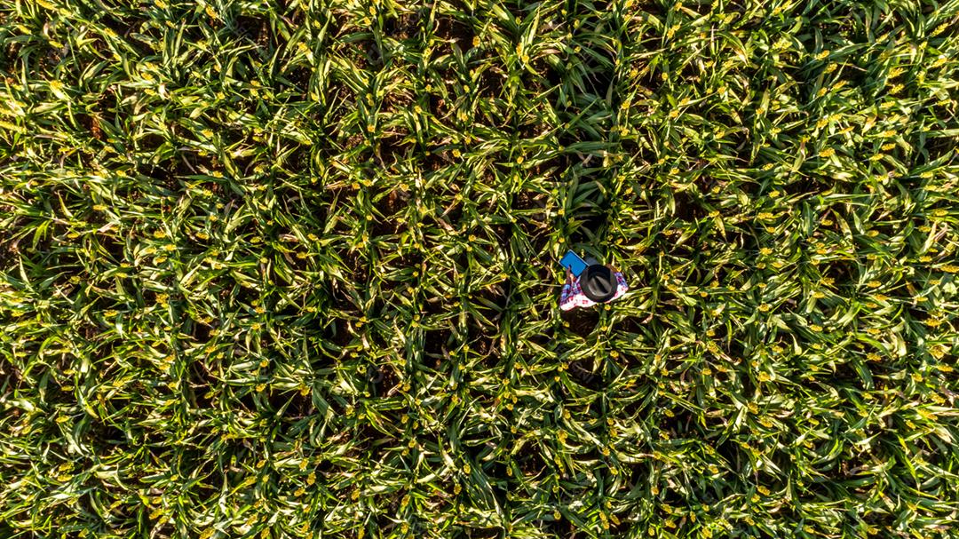 A vista superior de um agrônomo segura o tablet touch pad no campo de milho e examina as colheitas