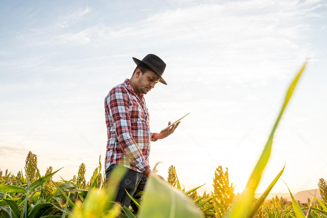 O agrônomo segura o tablet touch pad no campo de milho e examina as colheitas