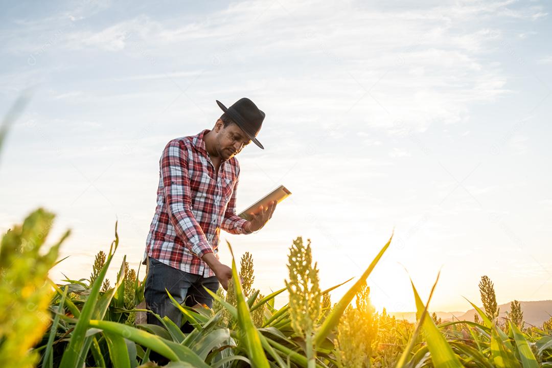 O agrônomo segura o tablet touch pad no campo de milho e examina as colheitas