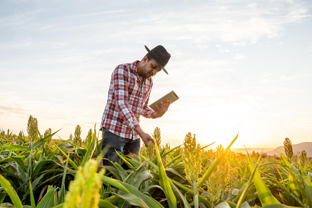 O agrônomo segura o tablet touch pad no campo de milho e examina as colheitas antes da colheita