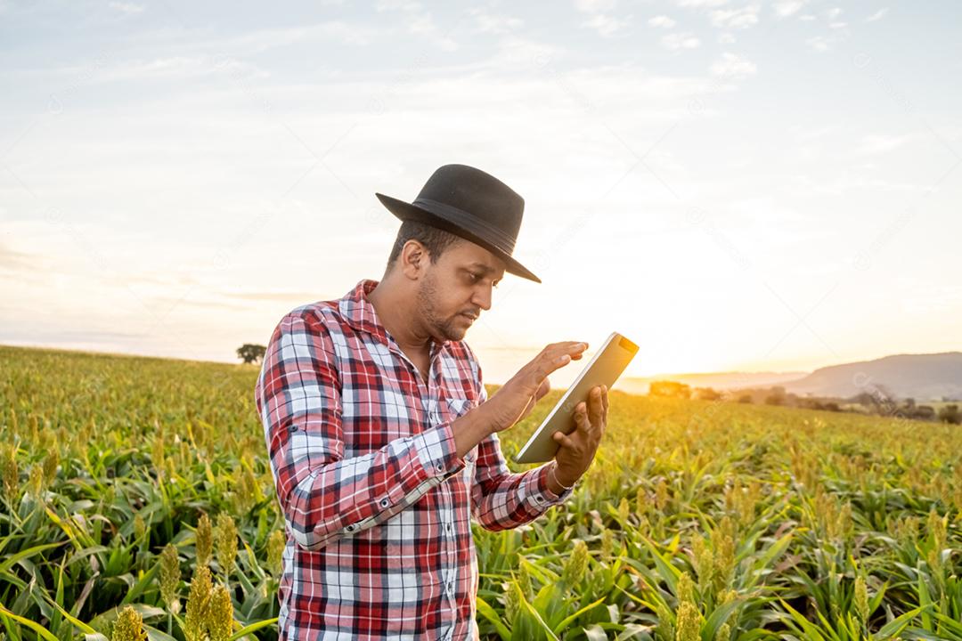 O agrônomo segura o tablet touch pad no campo de milho e examina as colheitas antes da colheita
