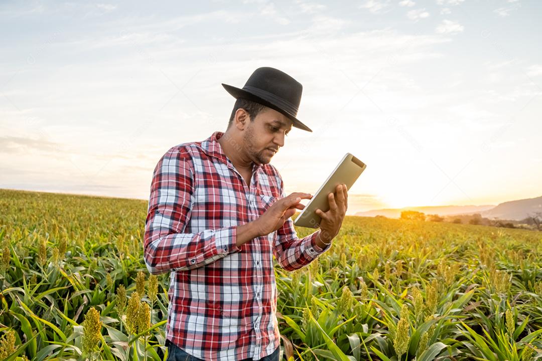 O agrônomo segura o tablet touch pad no campo de milho e examina as colheitas antes da colheita