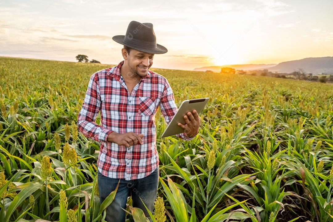 O agrônomo segura o tablet touch pad no campo de milho e examina as colheitas antes da colheita