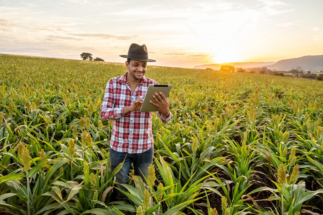 O agrônomo segura o tablet touch pad no campo de milho e examina as colheitas antes da colheita