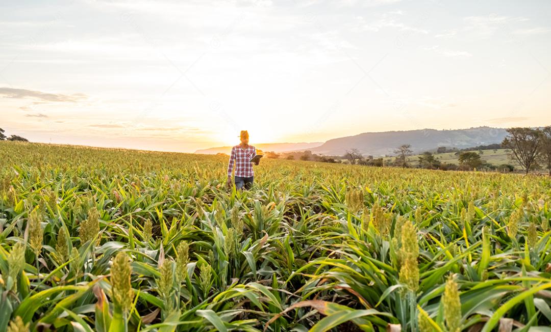 O agrônomo segura o tablet touch pad no campo de milho e examina as colheitas antes da colheita