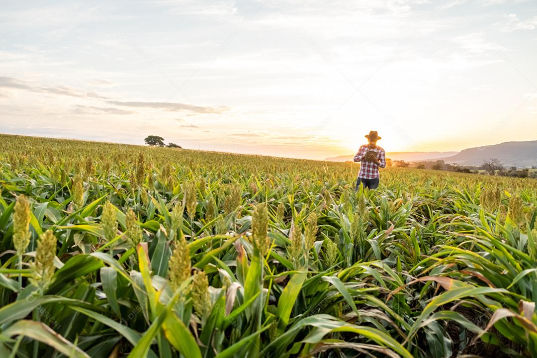 O agrônomo segura o tablet touch pad no campo de milho e examina as colheitas antes da colheita
