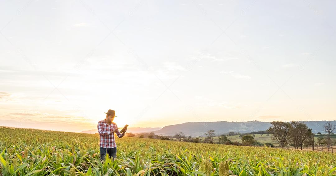 O agrônomo segura o tablet touch pad no campo de milho e examina as colheitas antes da colheita