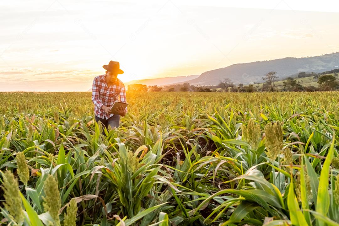 O agrônomo segura o tablet touch pad no campo de milho e examina as colheitas antes da colheita