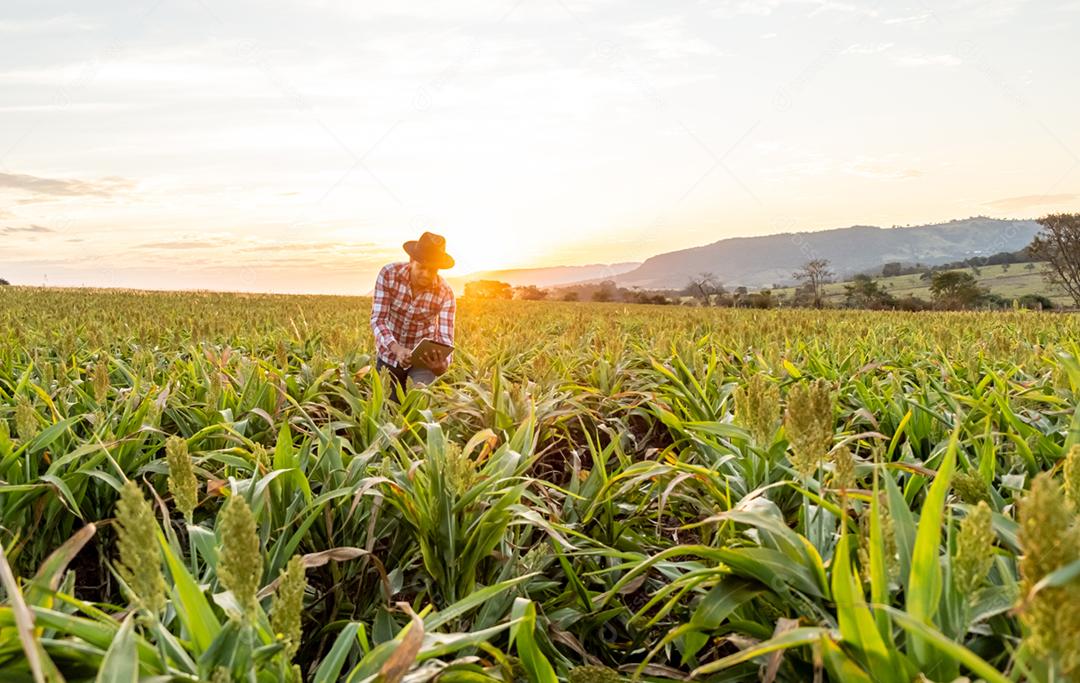 O agrônomo segura o tablet touch pad no campo de milho e examina as colheitas antes da colheita