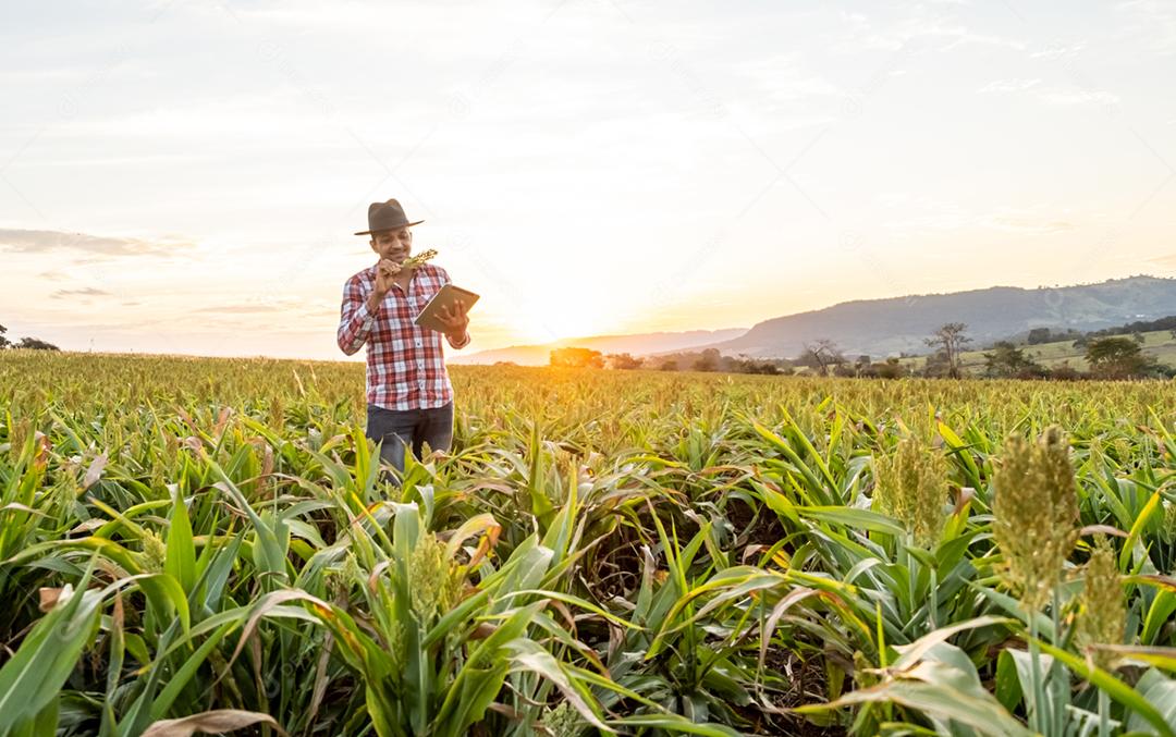 O agrônomo segura o tablet touch pad no campo de milho e examina as colheitas antes da colheita
