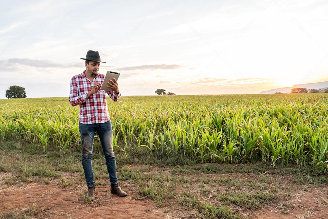 O agrônomo segura o tablet touch pad no campo de milho e examina as colheitas antes