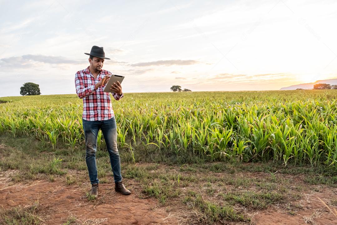 O agrônomo segura o tablet touch pad campo de milho examina as colheitas antes da colheita