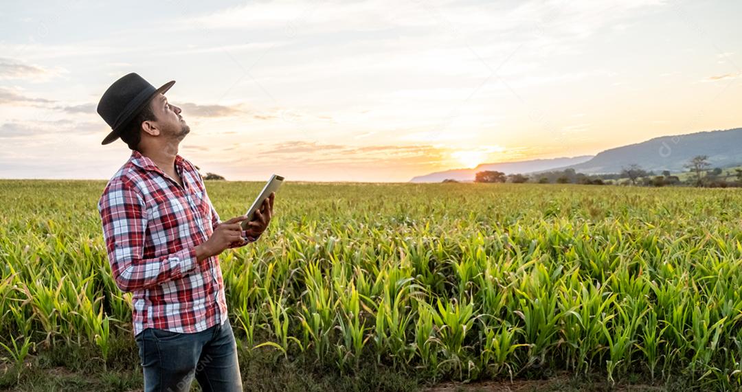 O agrônomo segura o tablet touch pad campo de milho examina as colheitas antes da colheita