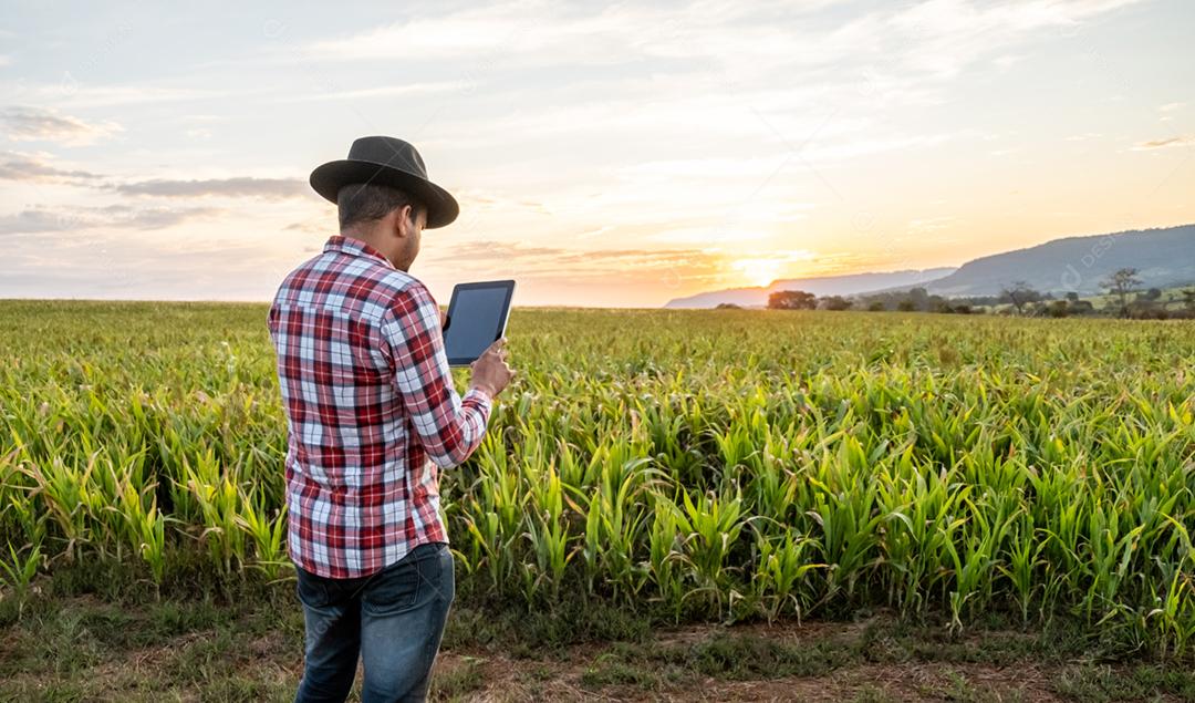 O agrônomo segura o tablet touch pad campo de milho examina as colheitas antes da colheita