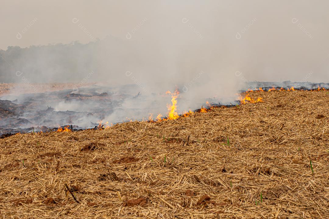 Queimaduras grama seca desastre natural. Vista aérea grande campo queimado Plantação cana de açúcar