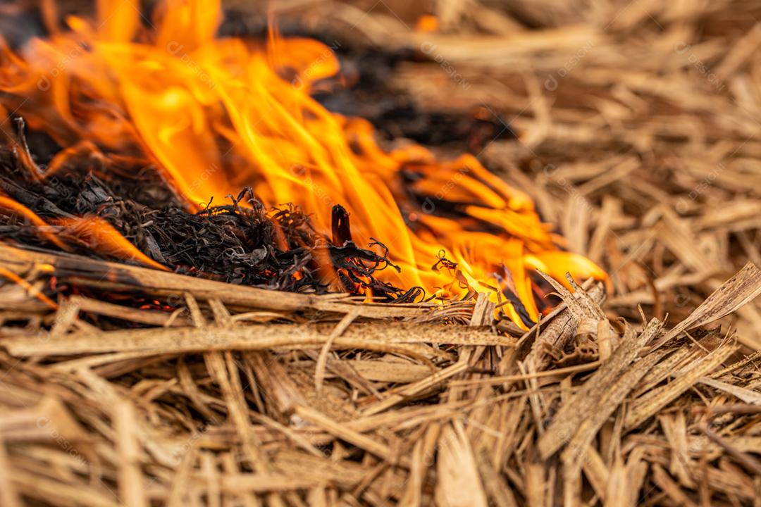 Queimaduras grama seca desastre natural planta seca Brasil. Plantação de cana-de-açúcar.