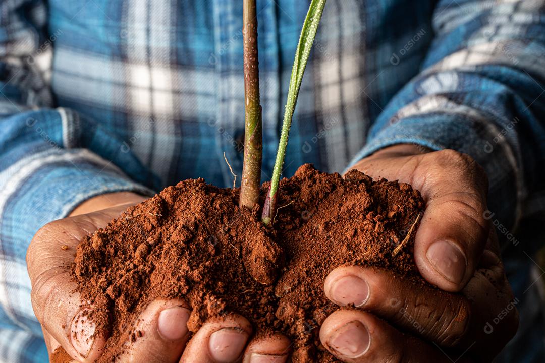 Mãos de homem jovem agricultor segurando uma planta jovem verde