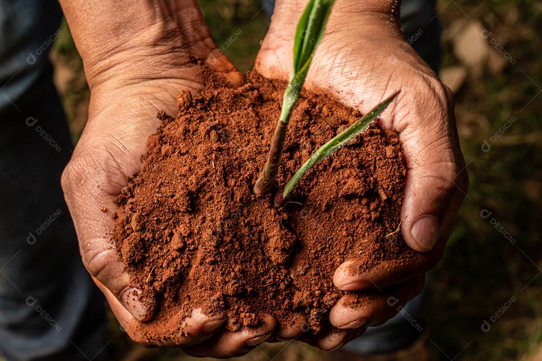 Mãos de homem jovem agricultor segurando uma planta jovem verde