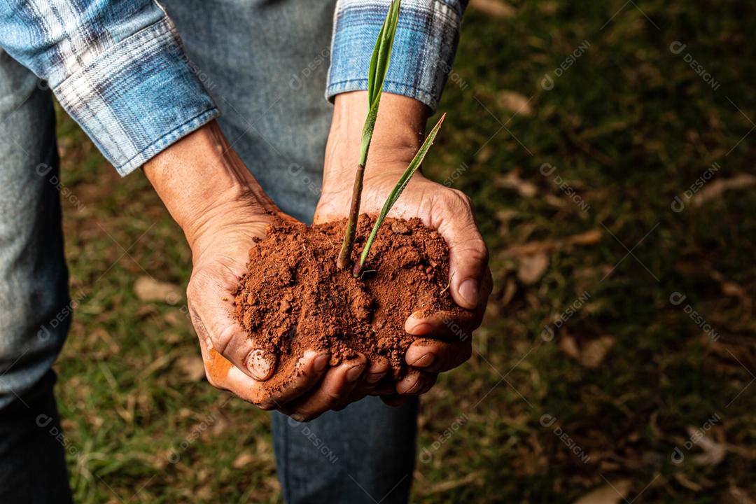 Mãos de homem jovem agricultor segurando uma planta jovem verde