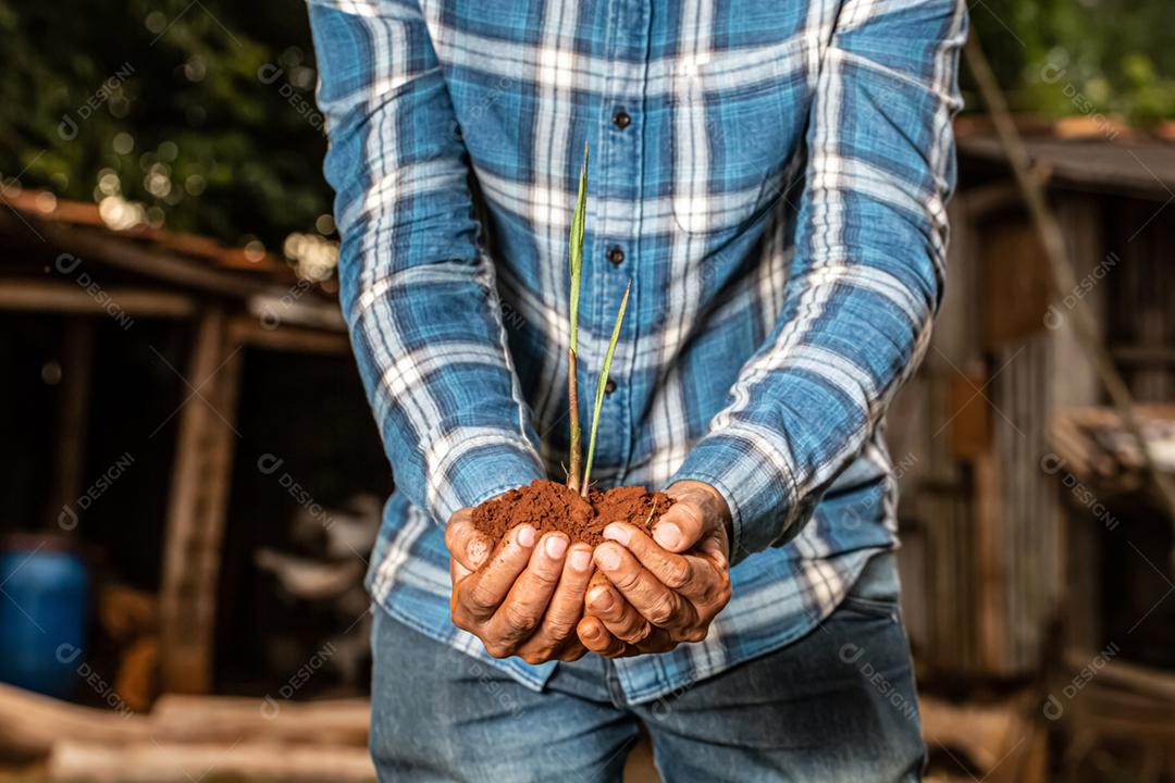 Mãos de homem jovem agricultor segurando uma planta jovem verde