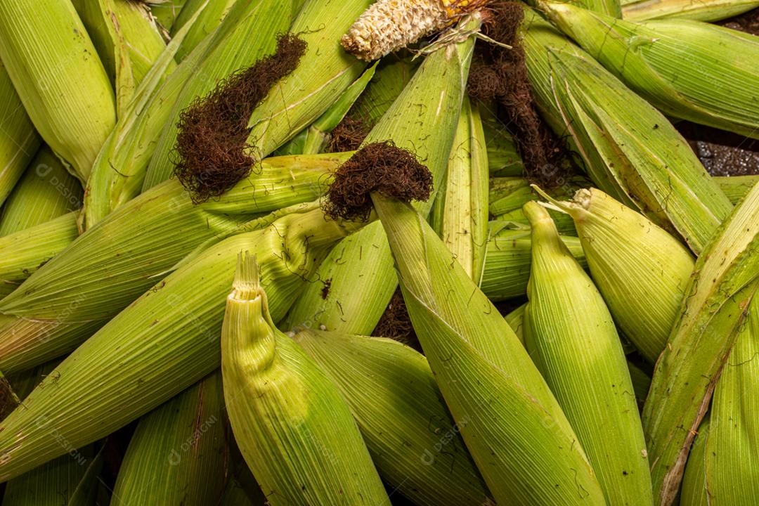 Espigas de milho fresco, closeup. Fundo de orelhas de milho doce.
